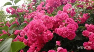 🌹🌹Цветение розы Эксцельза.в моем саду.23 июня 2024 года