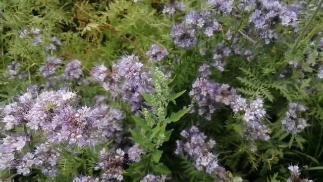 Цветёт фацелия, рядом с ульями смотреть онлайн