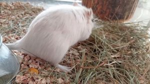 Утро песчанки. Сено, раскопки.
