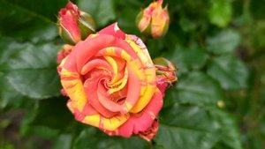 Кровавые цветы 390 серия русская озвучка | Хасан задума?