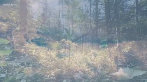 Иоганн Себастьян Бах - Шутка