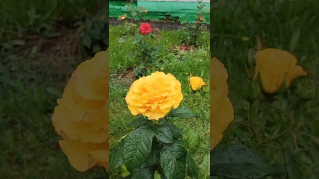 ЦВЕТЕНИЕ РОЗ🌹июнь2024❤️