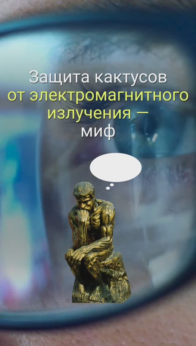 КАКТУСЫ ЗАЩИЩАЮТ ОТ ИЗЛУЧЕНИЯ КОМПЬЮТЕРА I РАЗБОР МИФА