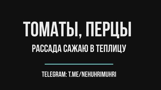 Томаты, перцы, рассада сажаю в теплицу