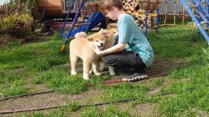 Акита Ину щенки 3 мес