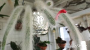 Hildewintera colademononis (Хилдевинтера Коладемононис)Обезьяний