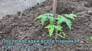Рассаду томатов высадила в парник 17 мая 2025