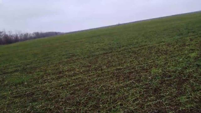 Состояние пшеницы на 22.12.20 - ЖЕЛТАЯ!!! Губернатор дона, Б смотреть онлайн