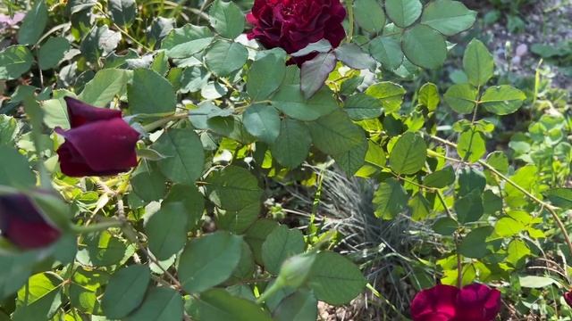 Что я поняла о здоровье роз. 5 факторов иммунитета смотреть онлайн