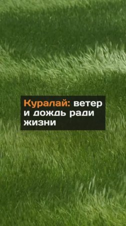 Что такое куралай у казахов?