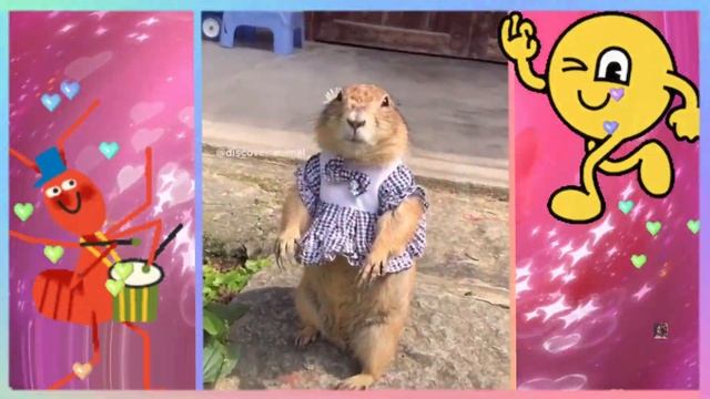 🌈ХОТИМ, ЧТОБЫ ТЫ ВСЕГДА УЛЫБАЛАС (СЯ) 💖🎶🐇 #улыбнись #видеодлянастроения МИЛОТА #музыкальныйприветик