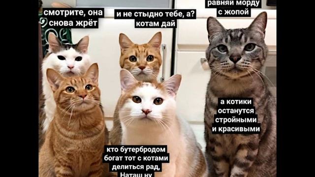 Смешные картинки ( картинки топ) )) смотреть онлайн