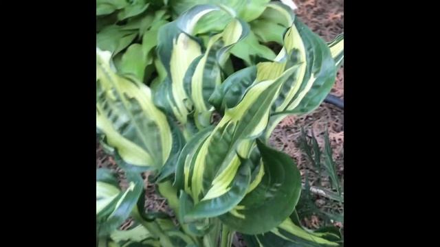 Хосты в моем саду.