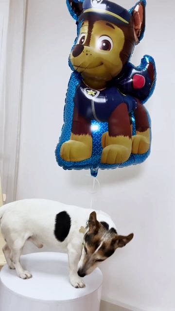 Наши шары радуют не только людей.