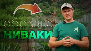Обрезка сосен под Ниваки. Четвертый год формирования