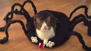 ПРИКОЛЫ С ЖИВОТНЫМИ ДО СЛЕЗ  СМЕШНЫЕ КОТЫ ЛУЧШИЕ ПРИКОЛЫ С КОТАМИ, СОБАКАМИ, КОТИКИ, СОБАЧКИ
