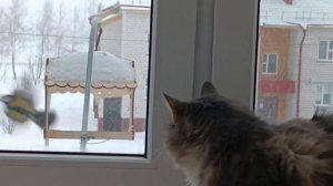 "Я за стеклом, я на витрине, смотрю в окно..."