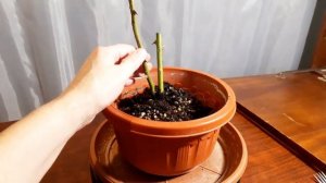 Плетистая Роза в горшке  Декабрь 2024