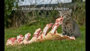 Хозяин и Мурзик