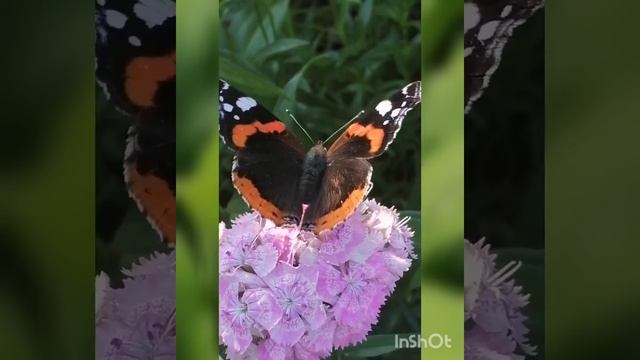 Дружеский сеанс для блогера VIKA Akiva🦋 смотреть онлайн