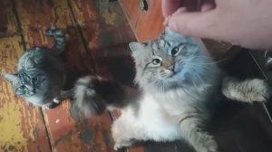Мой кот Кося квакает. Мыши обгрызли вишню. Барсик пообещал их поймать