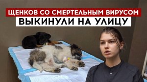 Щенков со смертельным вирусом выкинули на улицу