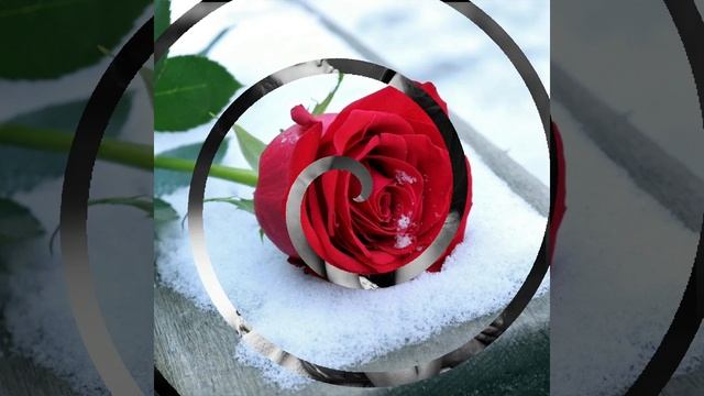 Заснеженные розы 🌹 *Аркадий и Владимир Журавель * смотреть онлайн