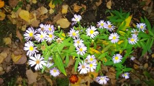 spring flowers  🌼 🌼 🌼 🌺 🌺 🌺 🌹🌹🌹 flowers 💐💐💐белые первоцветы цветы весна