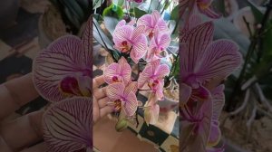 Орхидея фаленопсис Jupiter (Юпитер).