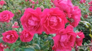 Кровавые цветы 363 серия русская озвучка | Тарык обману?