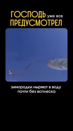 Откуда совершенство природы?
