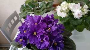 Красотка РС-Египтянка, неженка АВ-Экстаз и непревзойд?