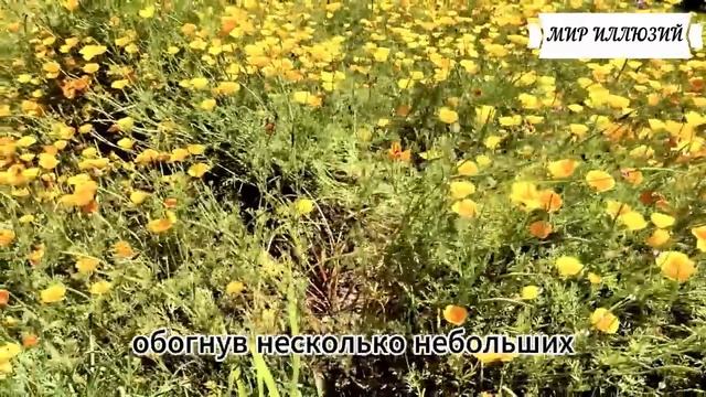 Когда Артём открыл старинный сундук – он не мог и поду смотреть онлайн