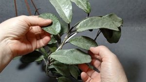 Хойи Grey ghost и Nova Ghoct сравнение.  01.04.25.