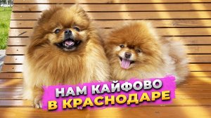 Краснодар 2025, МКР Любимово, Вольер для собак