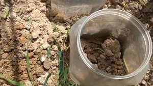 Черенкование роз-100 % результат!