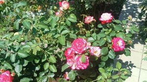 Роза Юбилей Санкт-Петербурга