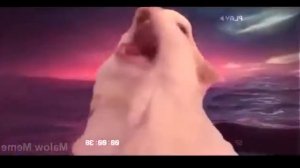 Blinding cats // Коты поют гимн России