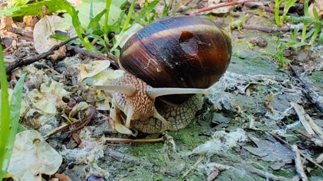 🐌 Виноградная улитка – крупнейшая улитка Европы.