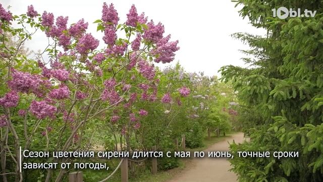 Букеты сирени могут быть опасны для здоровья смотреть онлайн