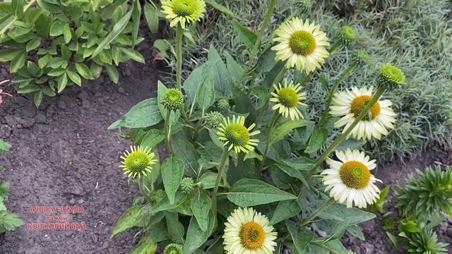 #ехінацея "Apple Green“, коли краще саджати #ехінацеі смотреть онлайн