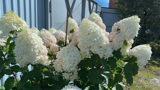 12 августа 2024г. Гортензии цветут и меняют цвет ! смотреть онлайн