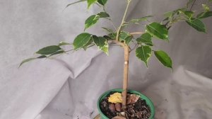 √1,2 фикус1 бонсай