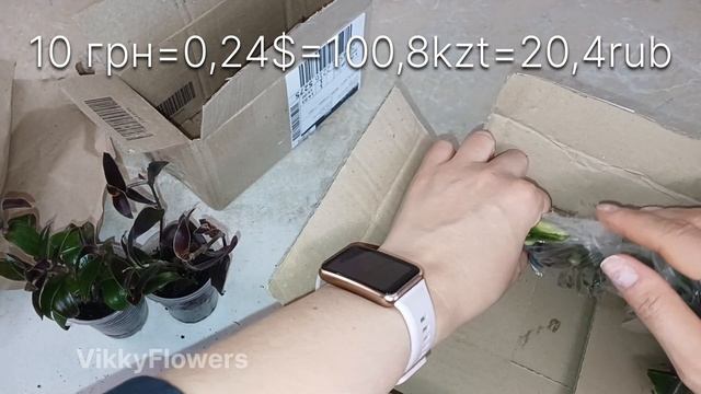 Заказала черенки. ЧТО прислали? РАСПАКОВКА 