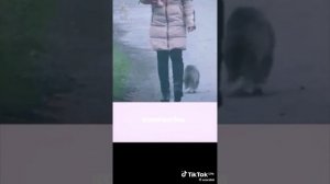 котики смгмы