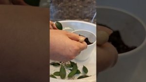Укоренение фикусят в горшке на фитиле. Эксперимент 13.05