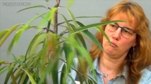 Формирование фикуса Али, вариант 1 (ч.7).