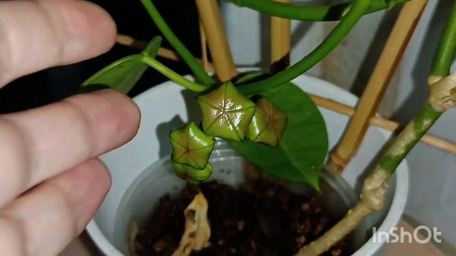 Цветение апреля