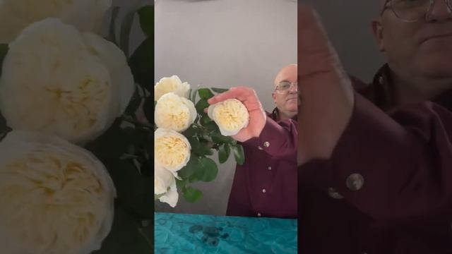 Rose Millicent David Austin. Миллисент Роза Девид Остин смотреть онлайн