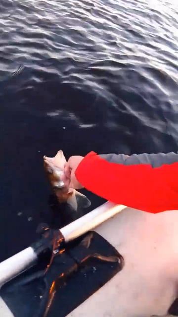 #fishing #поймалотпусти смотреть онлайн